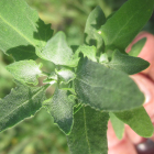 Lambsquarters: all about the princess of wild greens, and recipes!