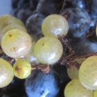 How to make grape juice the way your grandma made it