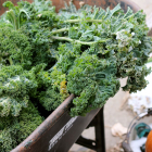 Better late than never: last kale harvest of the year
