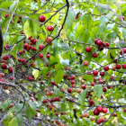 Wild plums: hidden in plain sight but plum worth hunting for!