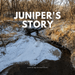 Juniper’s Story