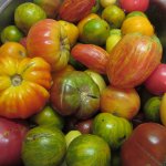 Heirlooms, GMOs, Open-Pollinated, Hybrids . . . which do I choose?