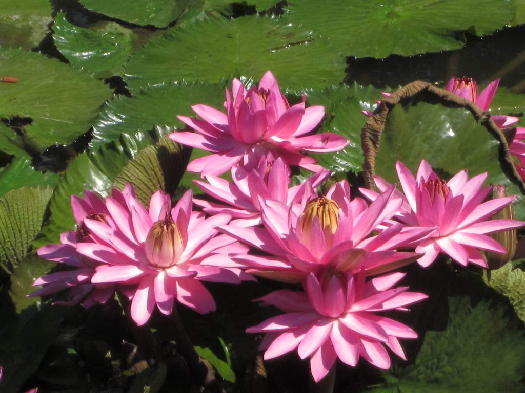 These water lilies were almost too pretty and too perfect to be real!  But our creator can do pretty and perfect better than the silk flower factories.