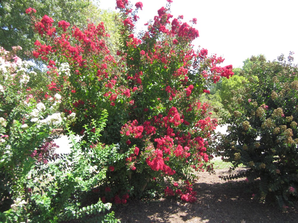 I think these are Crepe Myrtle:  we can't grow these out on the prairie.