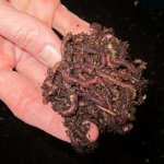Red worm composting sounds awesome, but . . . in my basement?