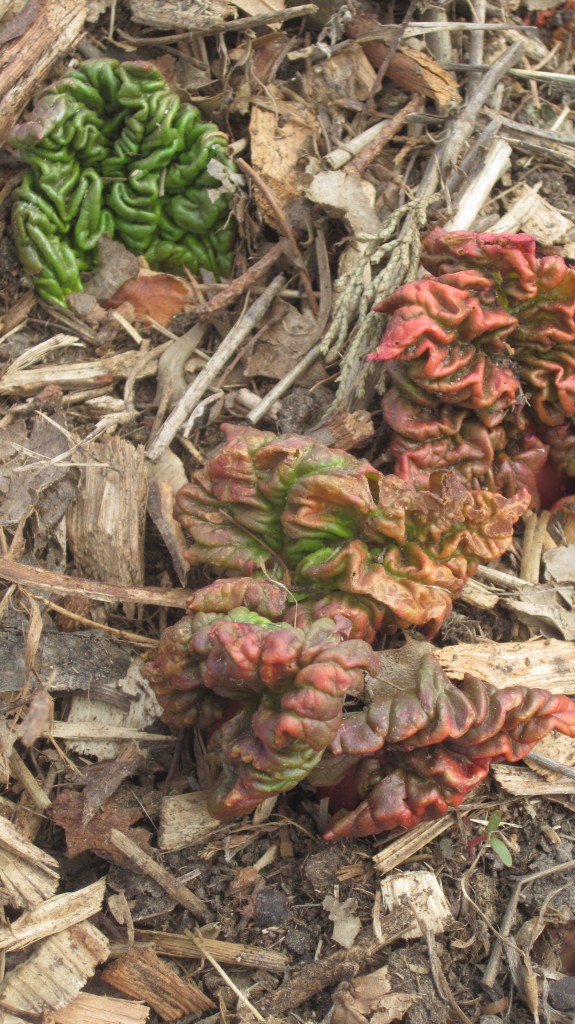 The colors and wrinkly nature of these rhubarb leaves emerging from the earth delight me so.