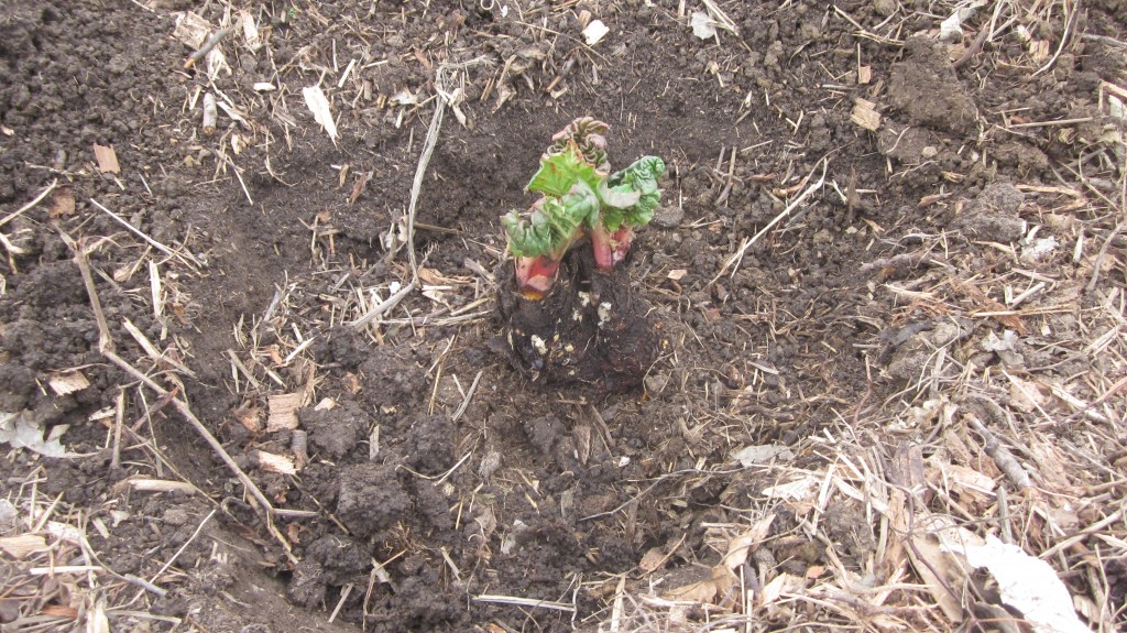 Here's my baby rhubarb plant in its new home, waiting for me to finish filling the hole with compost and dirt.