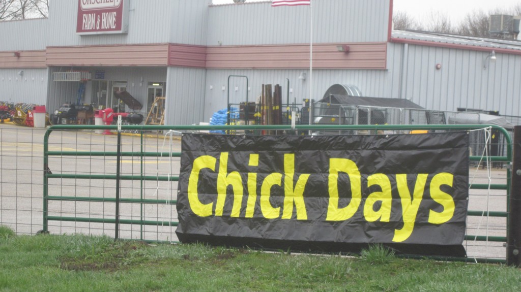 Here's a sign that we wait for anxiously every spring:  it's Chick Days at the farm store!