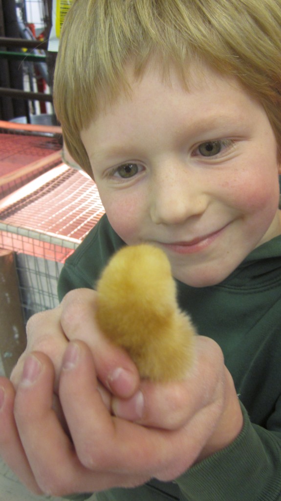 I gave little Mack permission to choose one bantam for his very own, so he is very happy about that and bonds immediately with this little fella.