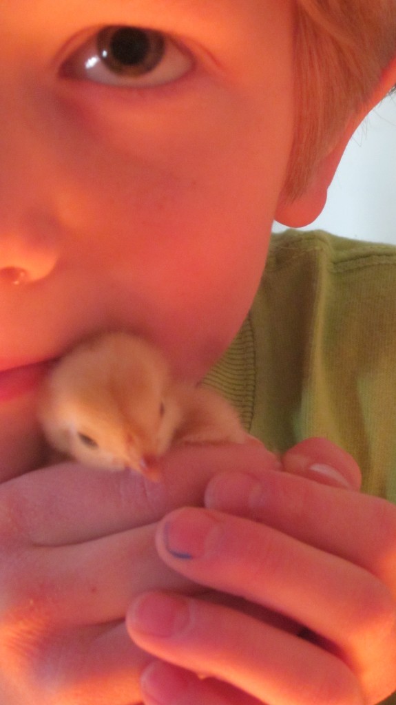 This little chick is going to get lots of loving.