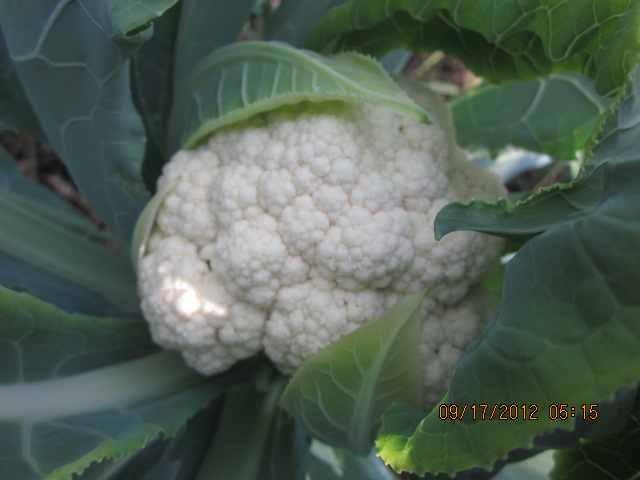 This cauliflower in my garden was benefited by the planting of garlic and shallots nearby.
