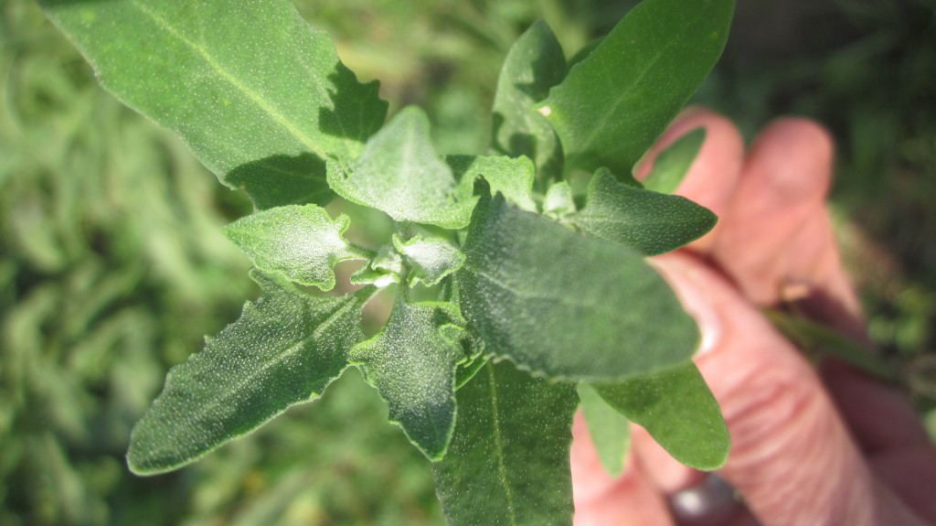 In this close-up, you can see that the leaves are a triangular shape, and are slightly fuzzy.