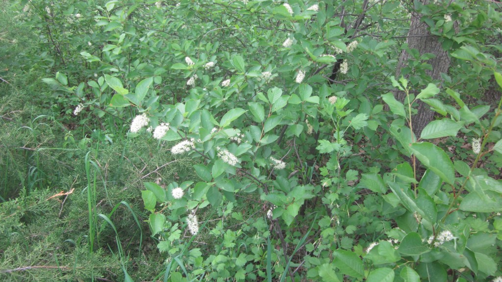 You can recognize the chokecherry bushes from the sprays of flowers, which will soon be replaced by berries.