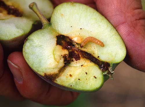 Como manter os insetos longe de suas árvores frutíferas