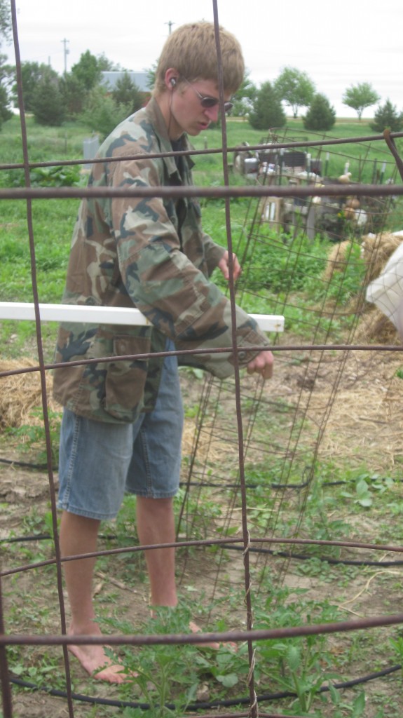 Here's my strong teenage son, Timothy, with a tomato cage that he just made, setting up a line of cages.