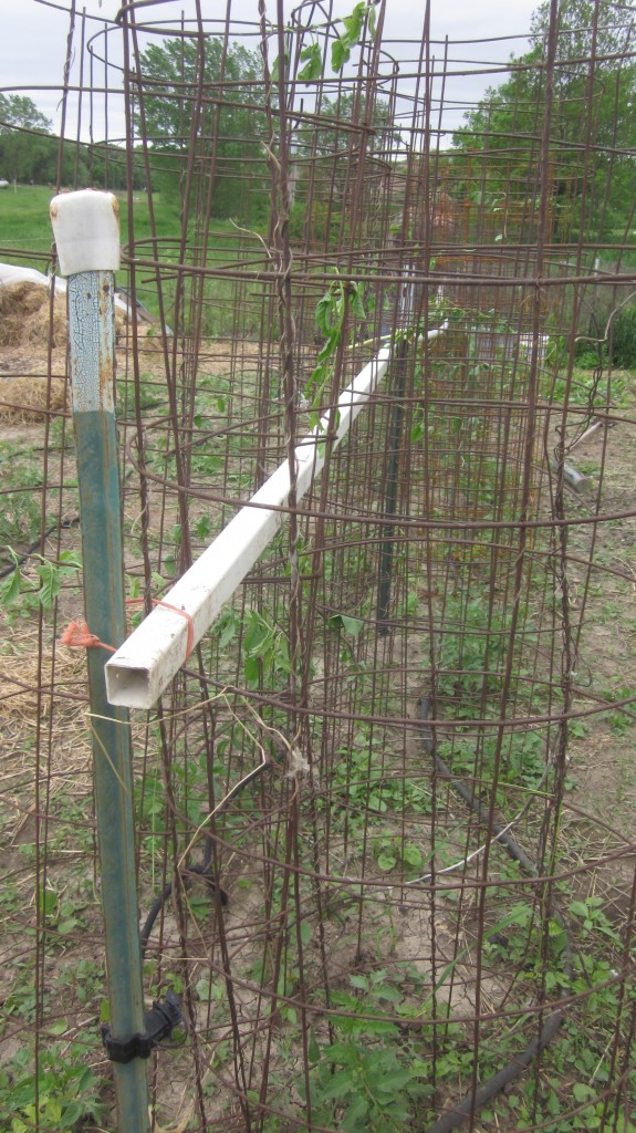 Here's our first double row of tomato cages, supported by t-posts and PVC posts.