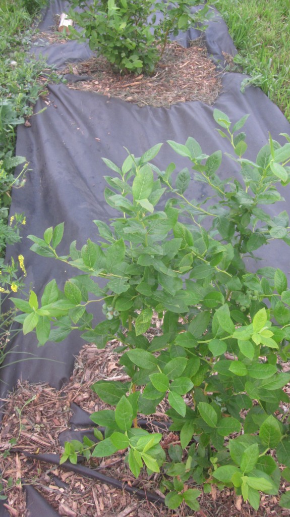 Don't my blueberry bushes look happy here, surrounded by black landscape cloth and some woodchips?