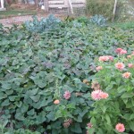 Return to Anne’s “Back to Eden” garden: oh, the sweet potatoes!