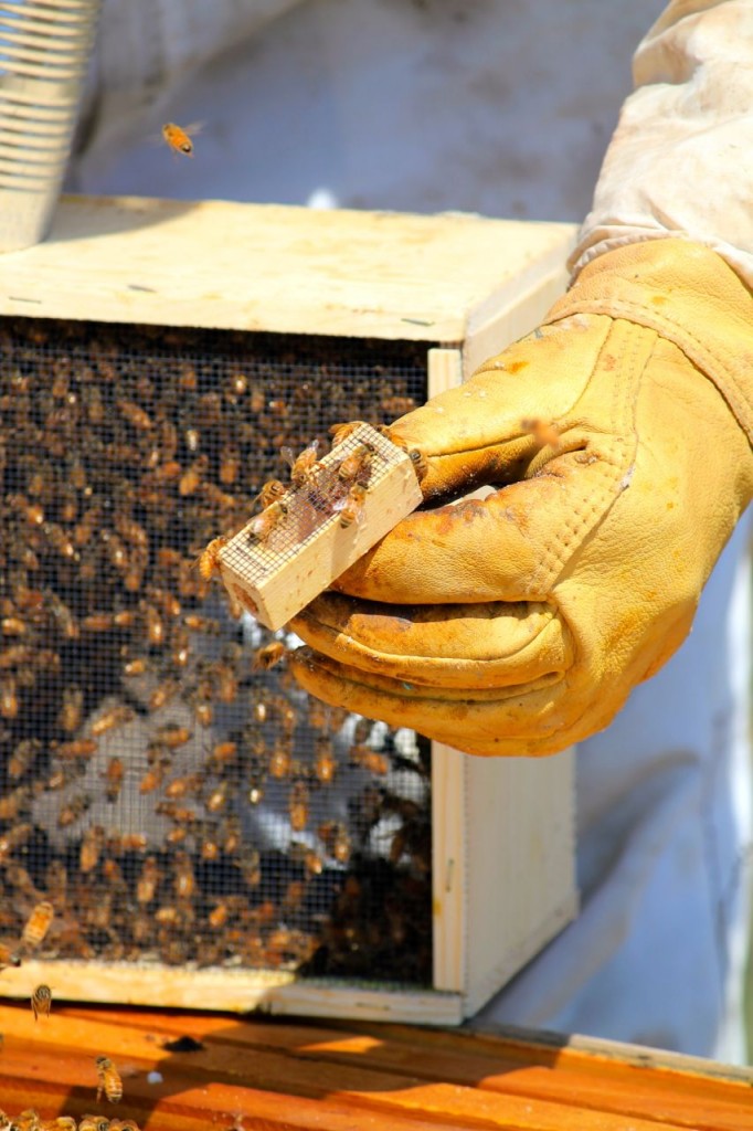 The queen is housed in a little box inside the box of bees. Bryan checks to make sure she is alive and healthy before releasing her into the hive.