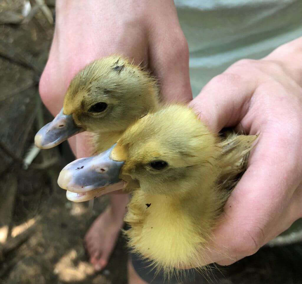 two ducklings with blue beaks