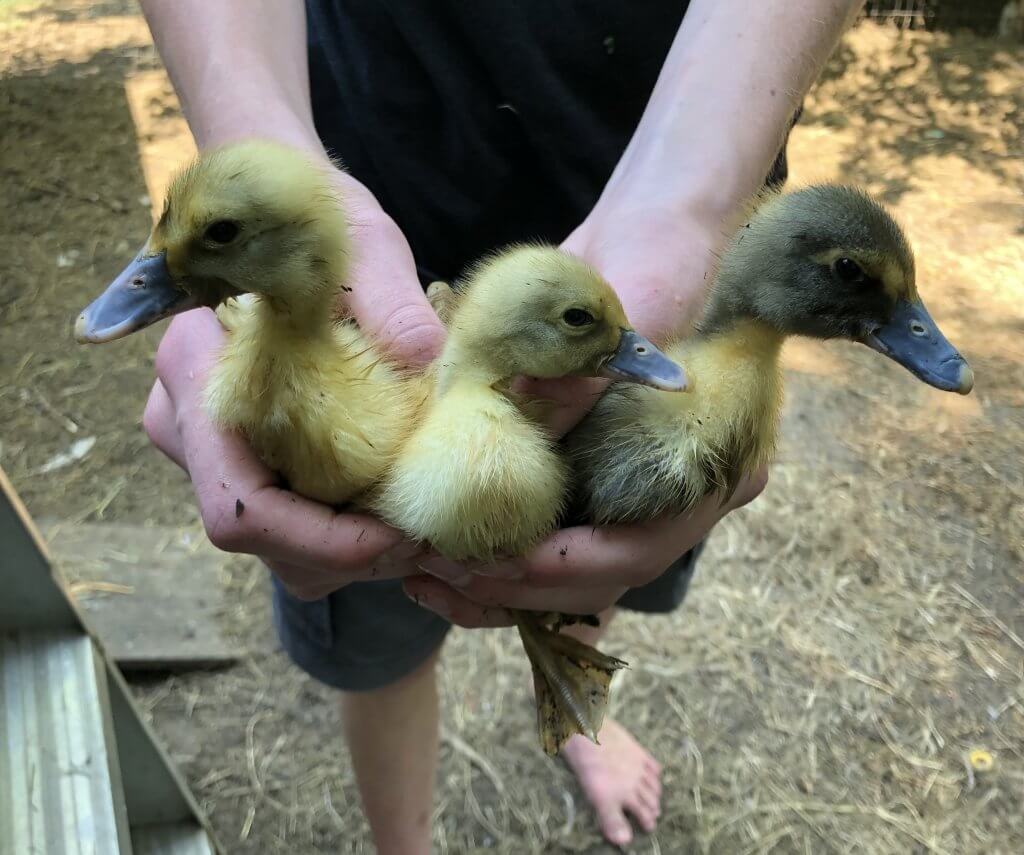 three young ducklings