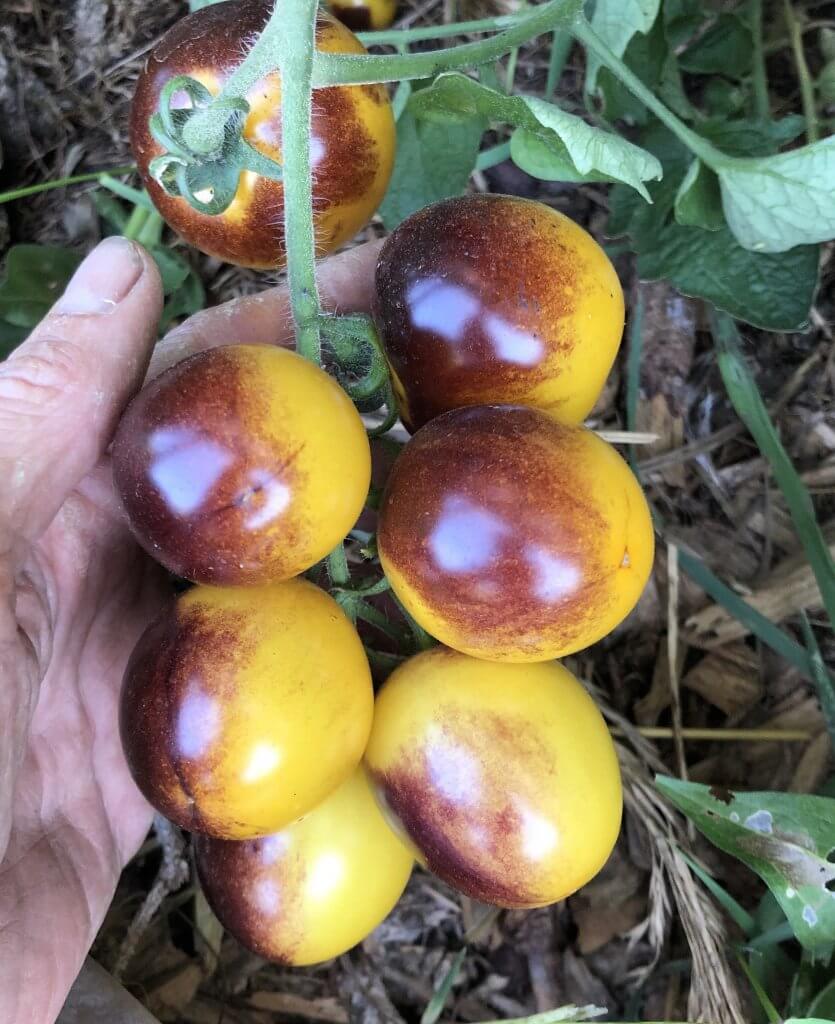 yellow & purple tomatoes