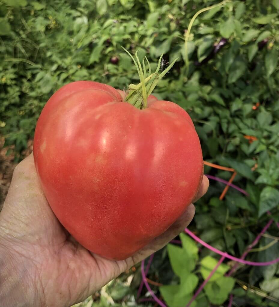 big heart-shaped tomato