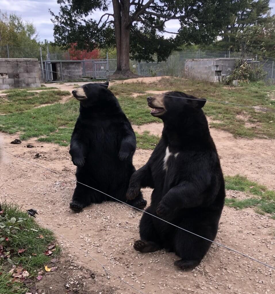 two mama bears sitting