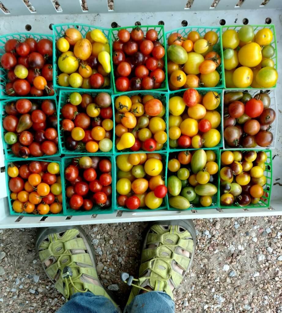 big flat of cherry tomatoes of many colors