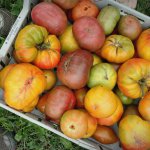 Tomato varieties that I’ll grow again, cross my ‘mater-pickin’ heart