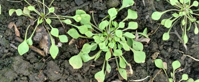 Miner’s Lettuce: how to grow it, and what to do with it once you’ve got it!