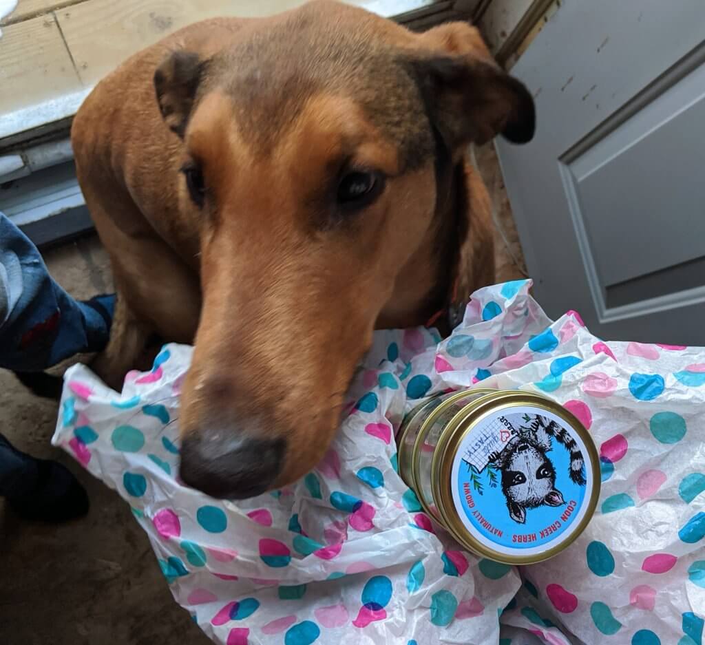 dog with herb tin