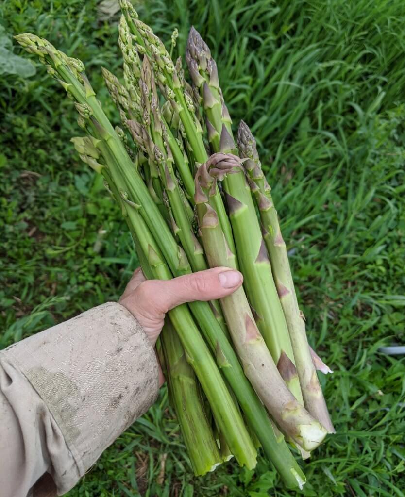 big ole' handful of asparagus