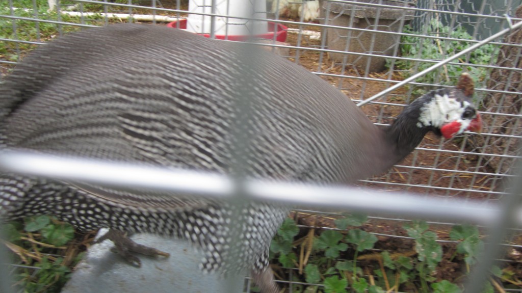 Here's Hope, one of our guineas. She was moving too fast for me to get a good picture.  Bad form, Hope.