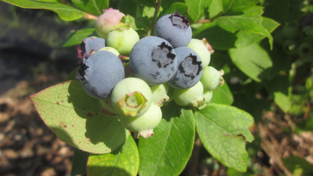 how to grow blueberry bushes
