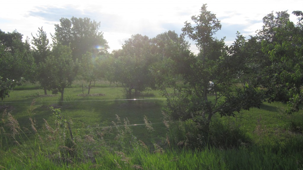 Here's my orchard. Note how nearly-invisible the fence is.