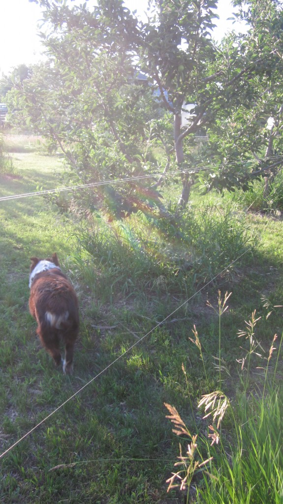 Gosh, it's hard to take a picture of fishing line! But you can see here the two strands of line glinting in the sun, and the lush and healthy apple trees behind it.