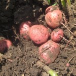 HOW to grow potatoes in a tower–and why you should do it!