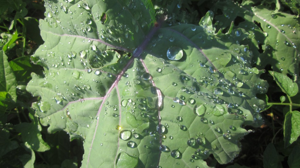 The kale in my garden is absolutely gorgeous in the early morning dew.