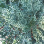 KALE–what’s the big deal, anyway?