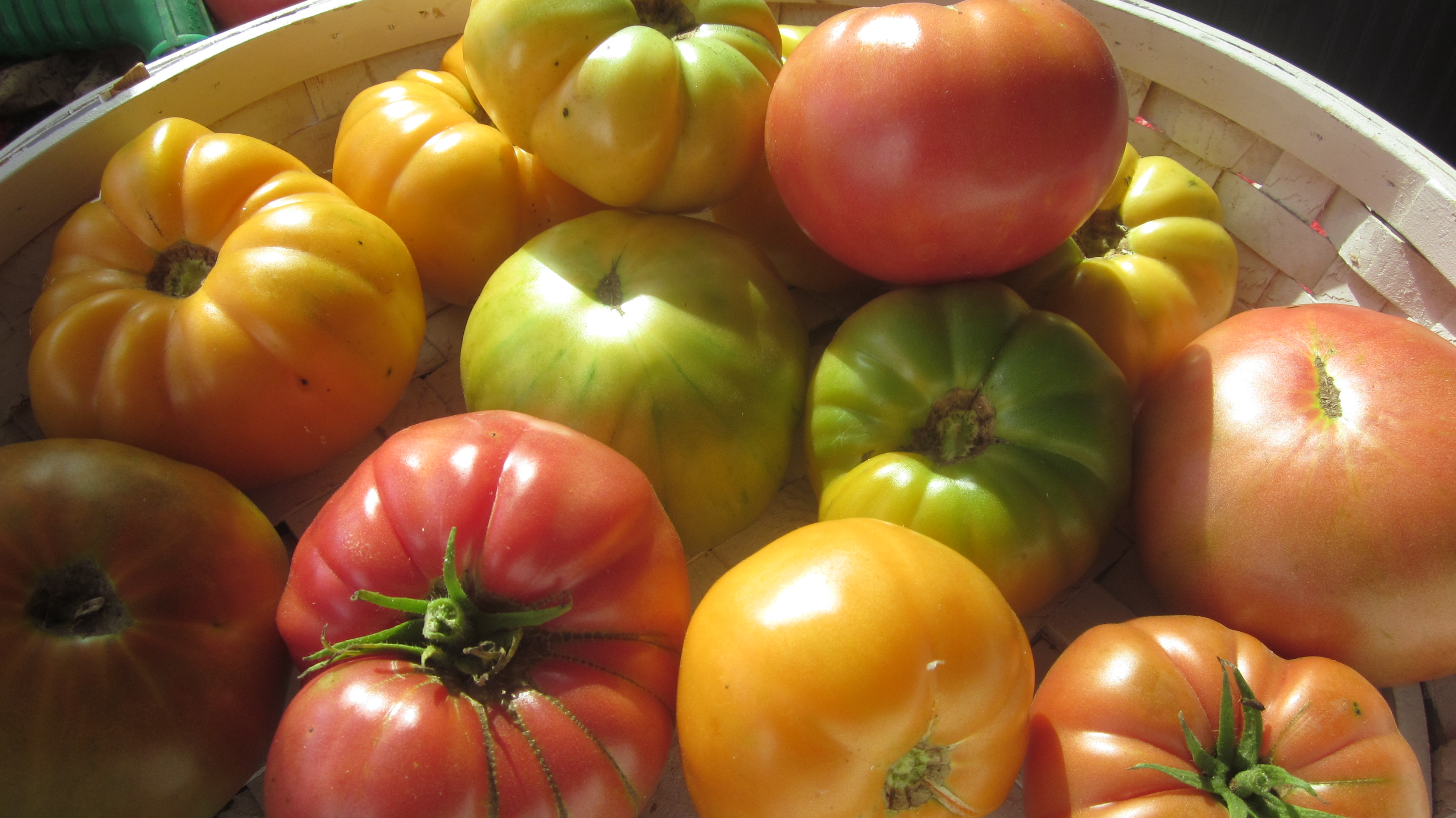 FREE Heirloom Tomato Seeds Collection Giveaway Vomitingchicken