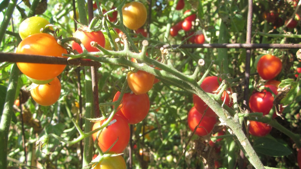 Cherry tomato plants: do they EVER take a break from producing? 