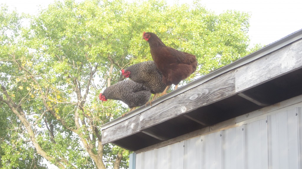 Keep your chickens happy through the winter and they won't be tempted 