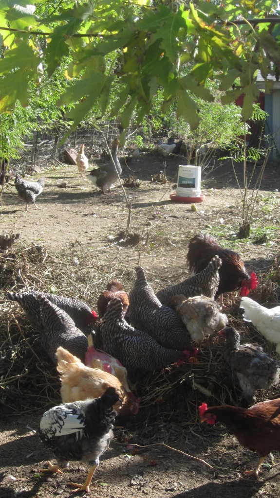 See? See? Happy, happy chickens scratching about in a pile of garden refuse.