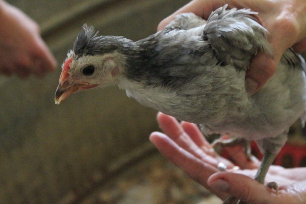 chick in hands