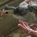 Two Amazing Reasons that Keeping Chickens can be Great for your GARDEN