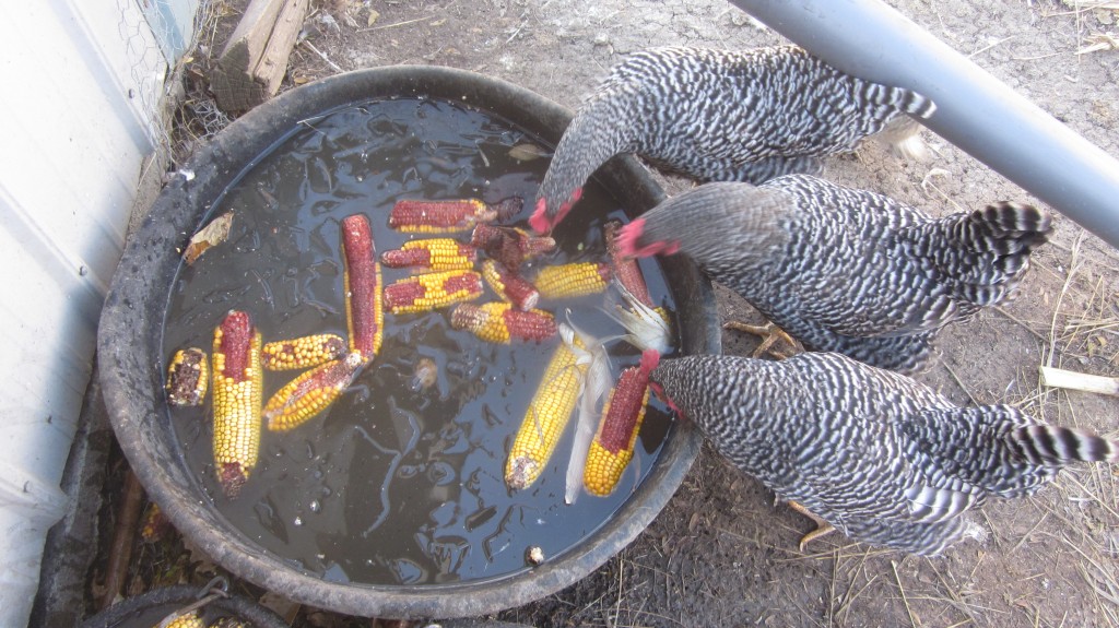 Surprising chickens bobbing for corn on the cob, and winter feeding