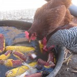 Surprising chickens: bobbing for corn on the cob, and winter feeding tips