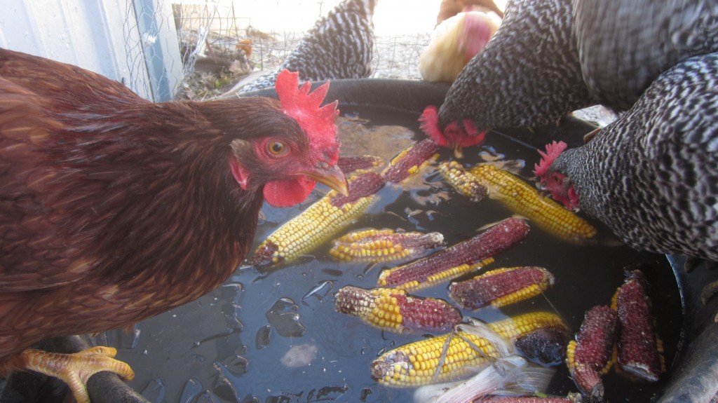 My chooks love it when I throw cobs with corn on them into their water bucket.