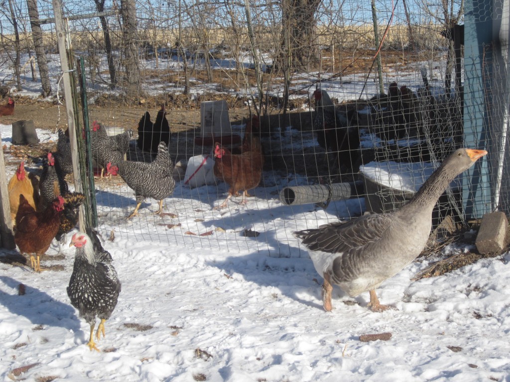 Even in the snow, my chooks (and my goose, Lucy) find things to snack on.